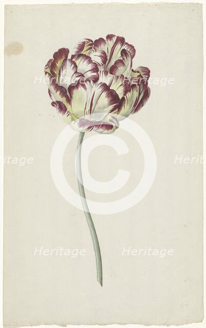 Tulip, 1783-1850. Creator: Louis Moritz.