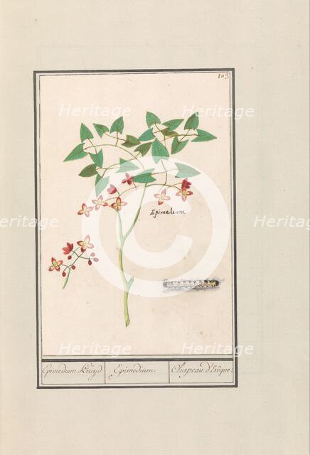 Fairy flower (Epimedium alpinum), 1596-1610. Creators: Anselmus de Boodt, Elias Verhulst.