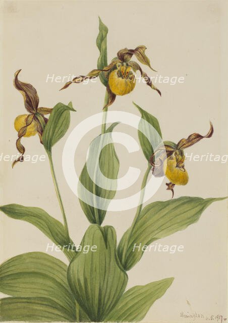 Small Yellow Ladyslipper (Cypripedium parviflorum), 1917. Creator: Mary Vaux Walcott.