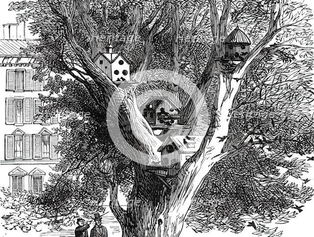 Sparrow-Nests in Philadelphia, 1876. Creator: Unknown.