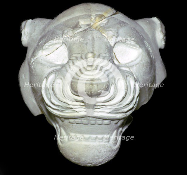 Stone lion's head, Neo-Assyrian, about 680-670 BC, from Sippar, southern Iraq. Artist: Unknown