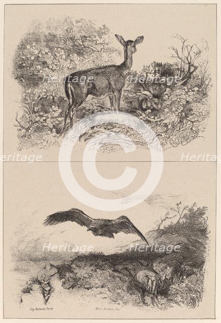 Biche, Aigle. Creator: Karl Bodmer.