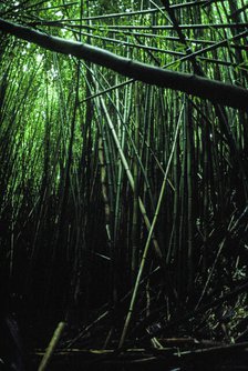 Bamboo Forest. Creator: Robert Manno.
