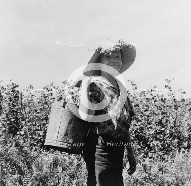 Many children work in the bean harvest, near West Stayton, Marion County, Oregon, 1939. Creator: Dorothea Lange.