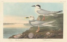 Havell's Tern and Trudeau's Tern, 1838. Creator: Robert Havell.