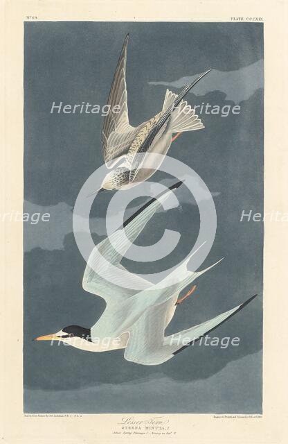 Lesser Tern, 1836. Creator: Robert Havell.