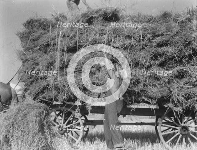 The threshing of oats, Clayton, Indiana, south of Indianapolis, 1936. Creator: Dorothea Lange.