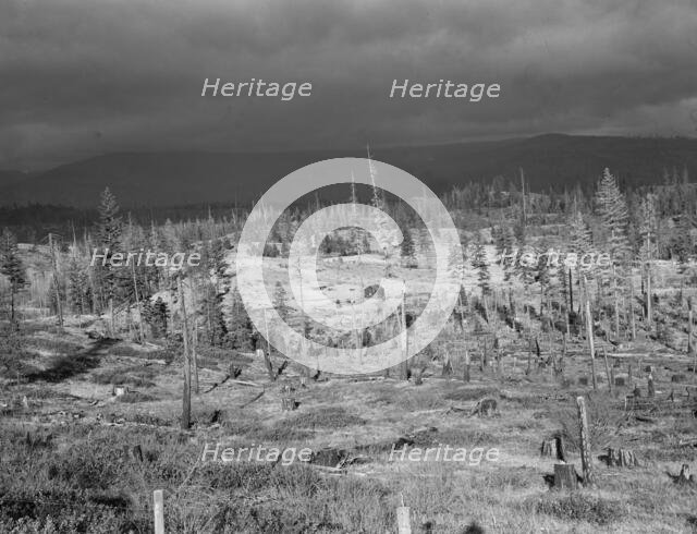 Cut-over landscape, approaching winter rain, showing settler's..., Boundary County, Idaho, 1939. Creator: Dorothea Lange.