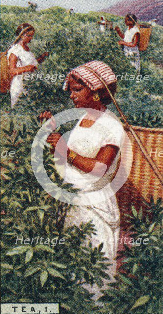 'Tea, 1. - Plucking the Leaves, Ceylon', 1928. Artist: Unknown.