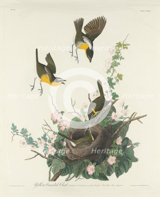 Yellow-breasted Chat, 1832. Creator: Robert Havell.