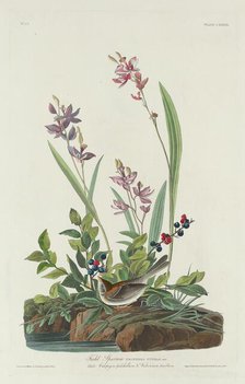 Field Sparrow, 1832. Creator: Robert Havell.