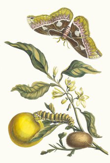 Oranger. From the Book Metamorphosis insectorum Surinamensium, 1705. Creator: Merian, Maria Sibylla (1647-1717).