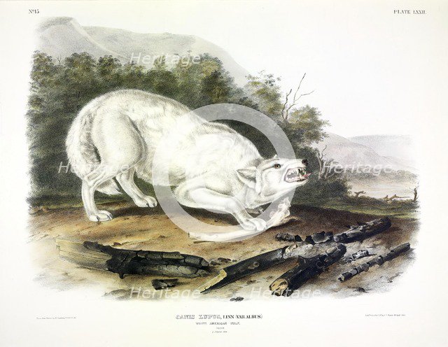 White American  Wolf, Canis Lupus, , 1845.