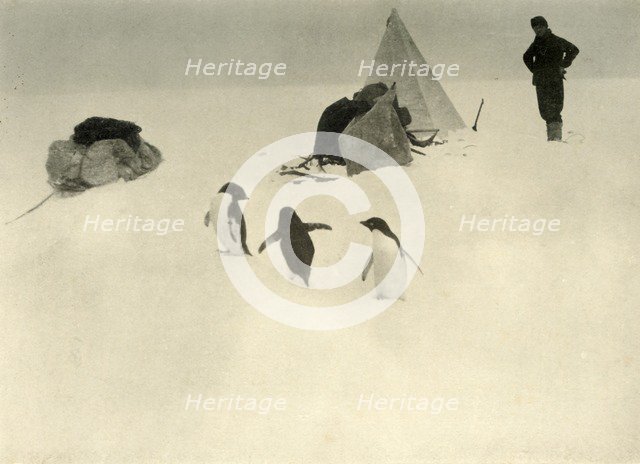 'Adelie Penguins Visit a Camp' c1908, (1909).  Artist: Unknown.