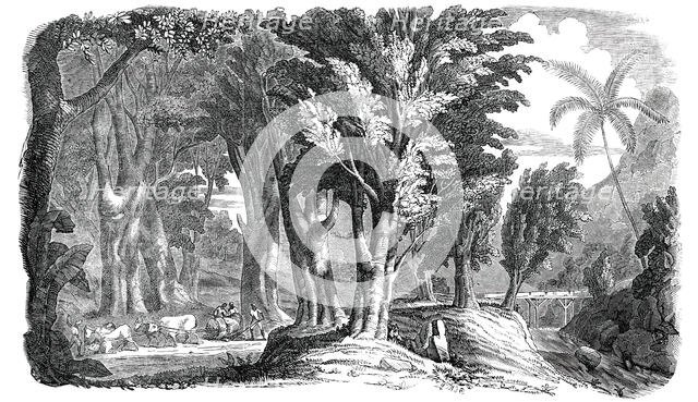 Mahogany Trees in the West Indies, 1850. Creator: Unknown.
