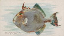Triggerfish, from the Fish from American Waters series (N8) for Allen & Ginter Cigarettes ..., 1889. Creator: Allen & Ginter.