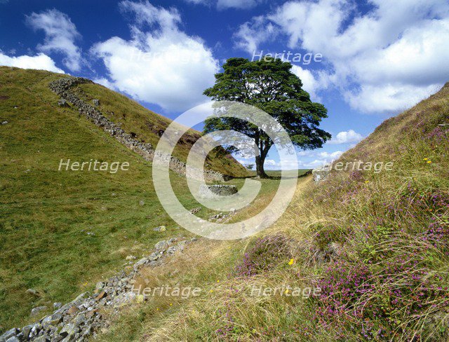 Sycamore Gap, near Steel Rigg, Hadrian's Wall, Northumberland, 2010. Artist: Graeme Peacock.