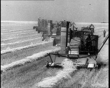 A Line of Tractors Harvesting Grain, 1932. Creator: British Pathe Ltd.