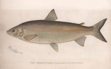 The White Fish (Coregonus Clupeiformis), c.1920s Artist: Unknown
