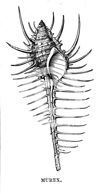 Murex, c1890. Artist: Unknown