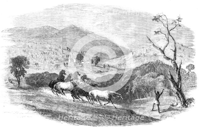 Sketches in Western Australia - Culham, in the Upper Valley of the Swan, 1857. Creator: Unknown.
