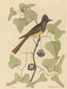 The Crested Flycatcher (Muscicapa cristata), published 1754. Creator: Mark Catesby.