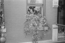 Flowers in a window, 61st Street between 1st and 3rd Avenues, New York, 1938. Creator: Walker Evans.