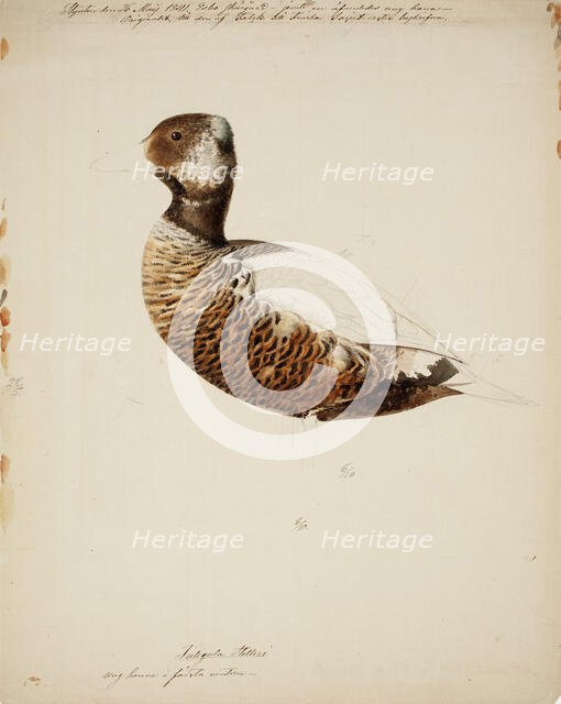 Steller's Eider, Young Male; unfinished, 1841. Creator: Magnus von Wright.