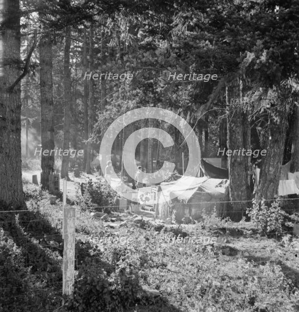 Large private auto camp in woods at end of day, near West Stayton, Marion County, Oregon, 1939. Creator: Dorothea Lange.