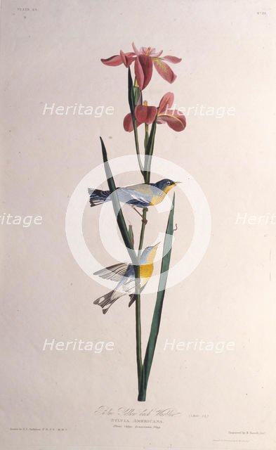 Blue Yellow-backed Warbler. From "The Birds of America", 1827-1838. Creator: Audubon, John James (1785-1851).