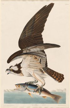 Fish Hawk, 1830. Creator: Robert Havell.