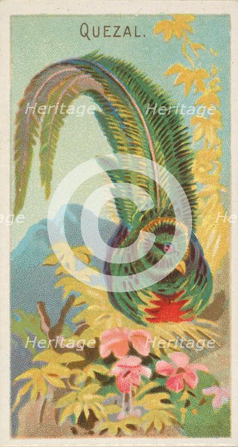 Quetzal, from the Birds of the Tropics series (N5) for Allen & Ginter Cigarettes Brands, 1889. Creator: Allen & Ginter.