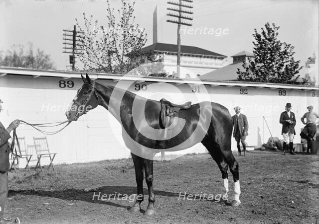 Horse Shows - Clay Bailey, 1914. Creator: Harris & Ewing.