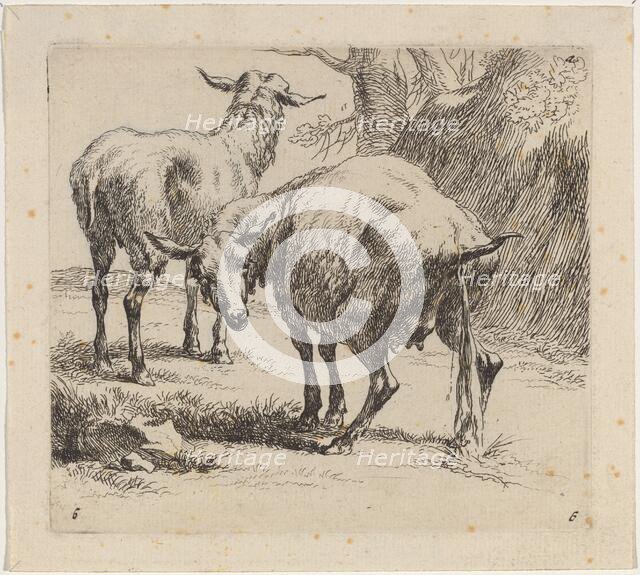 Two Sheep, One Pissing. Creator: Nicolaes Berchem.