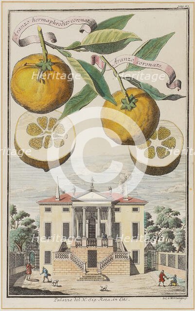 Aranzo hermaphrodito coronato. Creator: Montalegre, Joseph de (active 1696-1729).