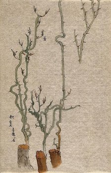 A thorny stem of Poncirus grafted to a woody stock. Creator: Unknown.