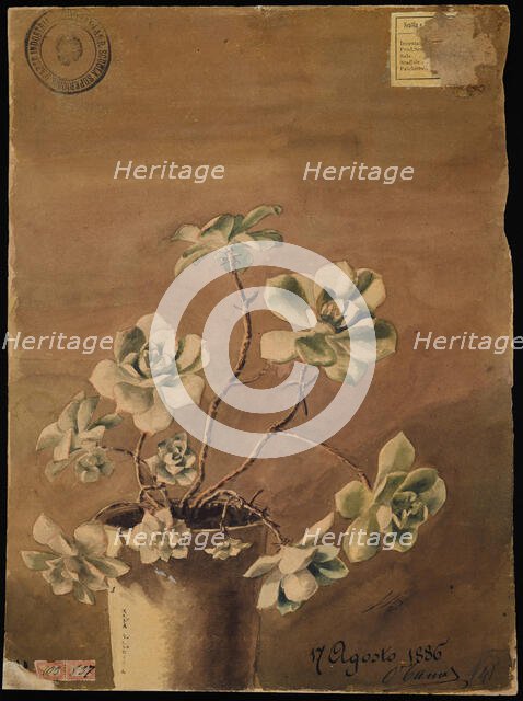 Succulent plant, 1886. Creator: Kiyohara, Tama (O'Tama), (Eleonora Ragusa) (1861-1939).