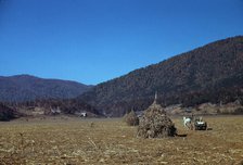 Cornshocks in mountain farm along the Skyline Drive in Virginia, ca. 1940. Creator: Jack Delano.