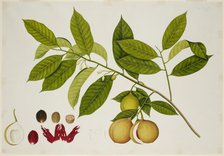 Nutmeg Tree, c1824.  Creator: Unknown.