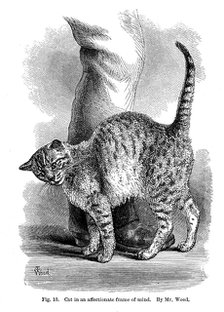 A cat in affectionate frame of mind, from The Expression and Emotions in Man and Animals, 1872. Artist: Unknown