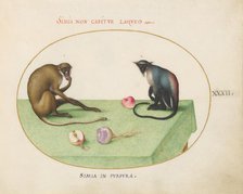 Animalia Qvadrvpedia et Reptilia (Terra): Plate XXXII, c. 1575/1580. Creator: Joris Hoefnagel.