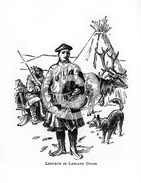 Carolus Linnaeus, 18th century Swedish botanist, physician and zoologist, (20th century). Artist: Unknown