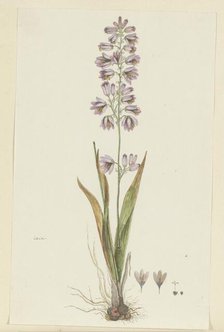 Ixia polystachya L. (Cornlily), 1777-1786. Creator: Robert Jacob Gordon.