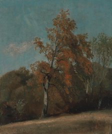 Study of an Ash Tree, between 1801 and 1803 or between 1810 and 1830. Creator: John Constable.