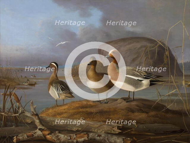 Pair of Wigeons and a Male Teal, 1852. Creator: Magnus von Wright.