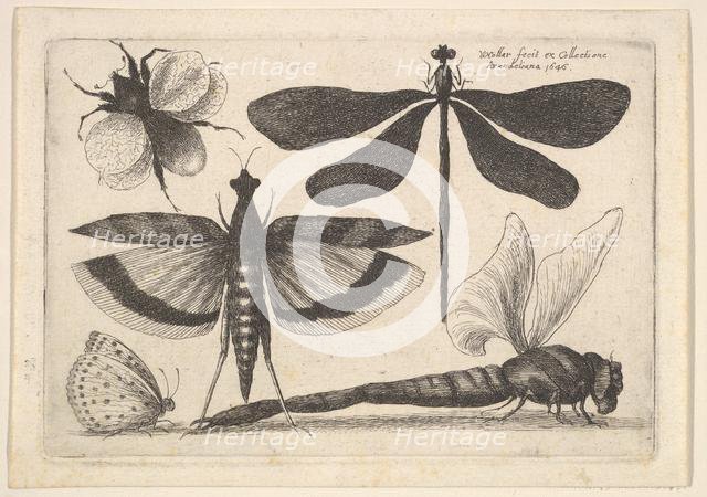 Dragonflies and a bumble bee, 1646. Creator: Wenceslaus Hollar.