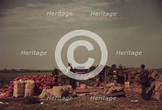 Grading and packing onions, Rice County, Minnesota, 1939. Creator: Arthur Rothstein.