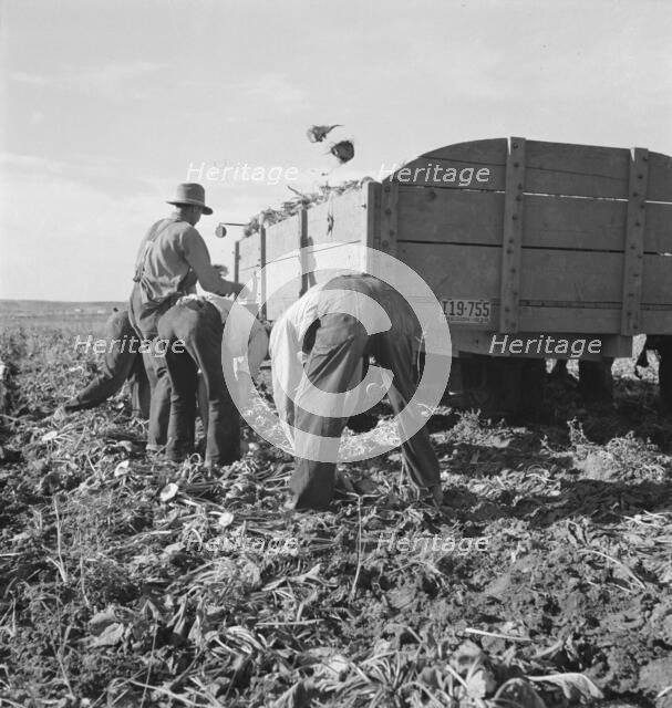 Loading truck in sugar beet field, near Ontario, Malheur County, Oregon, 1939. Creator: Dorothea Lange.