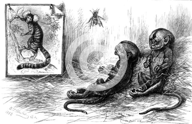 Young marmozets born in London, 1883. Creator: Unknown.