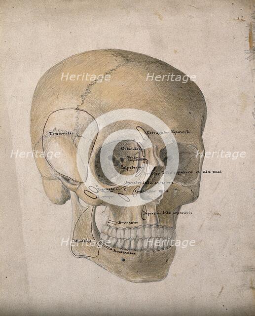 Human skull: three-quarter view, 1854. Creator: J.C. Whishaw.